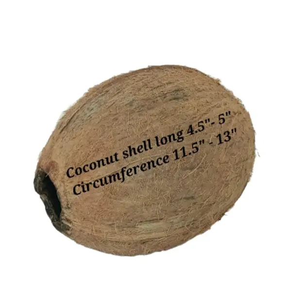 Empty Coconut Shell,Whole Coconut Shell,Coconut Shell Crafts,Coconut Shell Uses,Coconut Shell DIY,Coconut Shell Projects,Coconut Shell Ideas