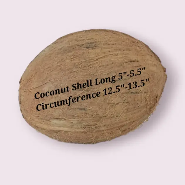 Whole Coconut Shell coconut shell medium Coconut Whole Empty Coconut Natural Coconut decor Coconut Craft Craft With Coconut